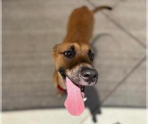 American Pit Bull Terrier-Unknown Mix Dogs for adoption in Tulsa, OK, USA