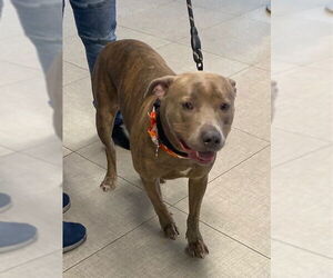 American Pit Bull Terrier-Unknown Mix Dogs for adoption in Rancho Cucamonga, CA, USA