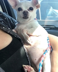 Chihuahua Dogs for adoption in Royse City, TX, USA