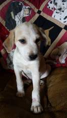 Medium Photo #1 Border-Aussie Puppy For Sale in Morganville, NJ, USA