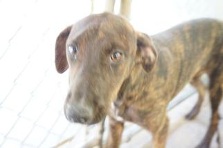 Mutt Dogs for adoption in Greenwood, MS, USA