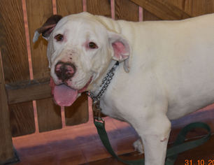 American Bulldog Dogs for adoption in Prosser, WA, USA
