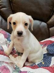 Medium Photo #1 Labbe Puppy For Sale in Wilmington, DE, USA