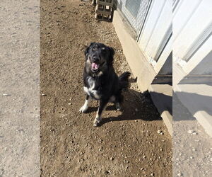 Mutt Dogs for adoption in Maquoketa, IA, USA