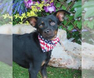 Chiweenie Dogs for adoption in Oklahoma City, OK, USA