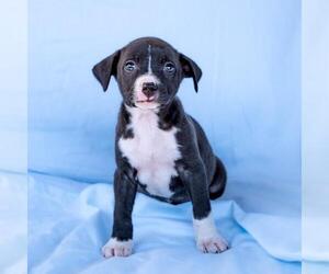 Chihuahua-Unknown Mix Dogs for adoption in San Diego, CA, USA