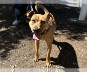 American Pit Bull Terrier Dogs for adoption in Martinez, CA, USA