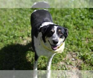 Medium Photo #1 Border Collie-Unknown Mix Puppy For Sale in Placerville, CA, USA
