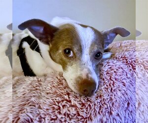 Rat Terrier-Unknown Mix Dogs for adoption in Atlanta, GA, USA