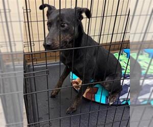 Australian Kelpie-Unknown Mix Dogs for adoption in Texas City, TX, USA
