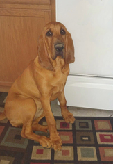 Bloodhound Dogs for adoption in Tucson, AZ, USA