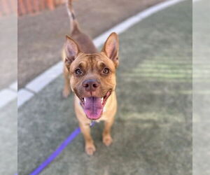 Mutt Dogs for adoption in Las Vegas, NV, USA