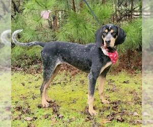 Bluetick Coonhound Dogs for adoption in Social Circle, GA, USA