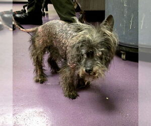 - Mix Dogs for adoption in Long Beach, CA, USA