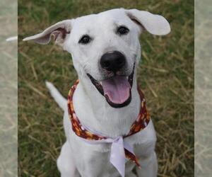 Labrador Retriever-Unknown Mix Dogs for adoption in San Antonio, TX, USA