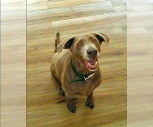 Labrador Retriever Dogs for adoption in Camden, SC, USA