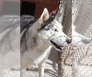 Siberian Husky Dogs for adoption in Cedar Crest, NM, USA