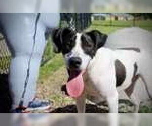 Mutt Dogs for adoption in Oskaloosa, IA, USA