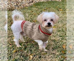 Maltese Dogs for adoption in Longview, TX, USA