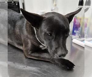 Texas Heeler-Unknown Mix Dogs for adoption in Bakersfield, CA, USA