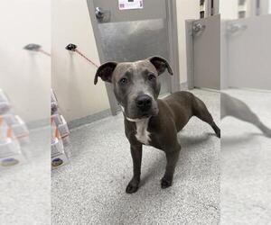 American Staffordshire Terrier-Unknown Mix Dogs for adoption in Pasadena, TX, USA