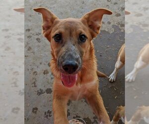 Red Heeler-Unknown Mix Dogs for adoption in Pena Blanca, NM, USA
