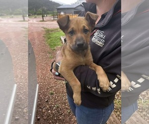 Shepradors Dogs for adoption in Princeton, MN, USA