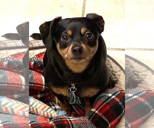 Miniature Pinscher-Unknown Mix Dogs for adoption in Bellevue, WA, USA