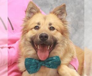 Golden Shepherd Dogs for adoption in Garfield Heights, OH, USA