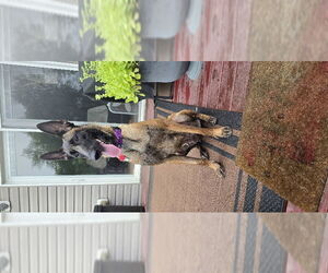 Mutt Dogs for adoption in Stevens Point, WI, USA