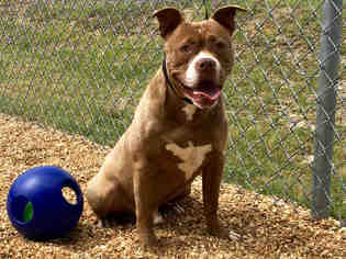 Medium Photo #1 American Pit Bull Terrier-Unknown Mix Puppy For Sale in Augusta, GA, USA