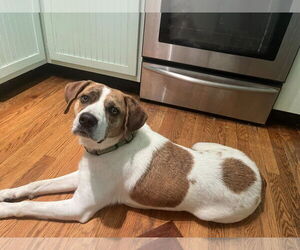 Mutt Dogs for adoption in Hinton, WV, USA