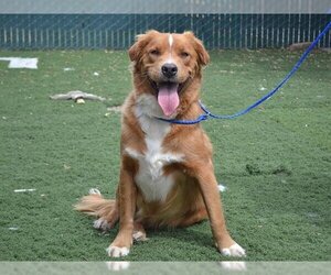 Golden Retriever-Unknown Mix Dogs for adoption in Oroville, CA, USA