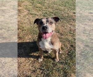 American Bulldog-American Staffordshire Terrier Mix Dogs for adoption in Lee's Summit, MO, USA