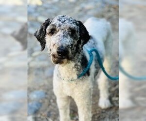 Poodle (Standard) Dogs for adoption in Salinas, CA, USA