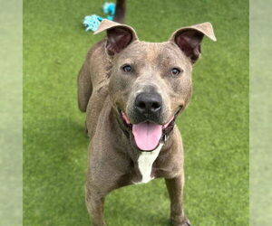 Mutt Dogs for adoption in Camarillo, CA, USA