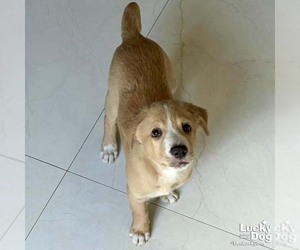Colonial Cocker Spaniel-Unknown Mix Dogs for adoption in Washington, DC, USA