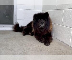 Chow Chow Dogs for adoption in Houston, TX, USA