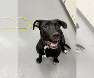 Labrador Retriever-Unknown Mix Dogs for adoption in Peoria, IL, USA