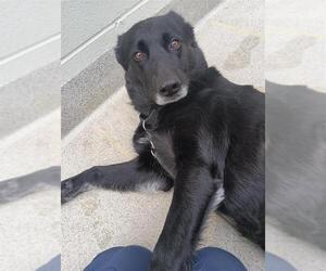 German Shepherd Dog-Unknown Mix Dogs for adoption in Elk Grove, CA, USA