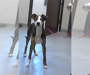 American Foxhound Dogs for adoption in Fayetteville, NC, USA