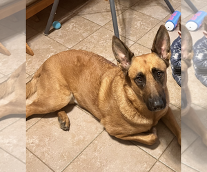 German Shepherd Dog-Unknown Mix Dogs for adoption in Mt. Airy, MD, USA