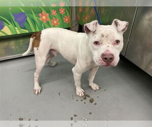 American Pit Bull Terrier-Unknown Mix Dogs for adoption in Waco, TX, USA