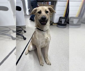 Shepradors Dogs for adoption in Fairbanks, AK, USA