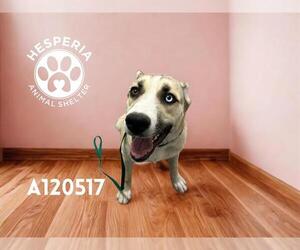 Siberian Husky-Unknown Mix Dogs for adoption in HESPERIA, CA, USA