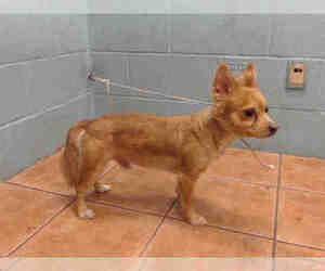 Wapoo Dogs for adoption in Downey, CA, USA