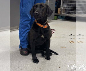 Medium Photo #9 Labrador Retriever-Unknown Mix Puppy For Sale in Washington, DC, USA
