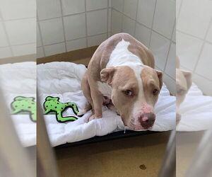 American Pit Bull Terrier Dogs for adoption in Derwood, MD, USA