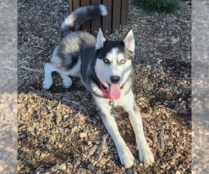 Siberian Husky Dogs for adoption in Waterford, VA, USA