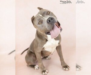 American Staffordshire Terrier-Unknown Mix Dogs for adoption in Anniston, AL, USA